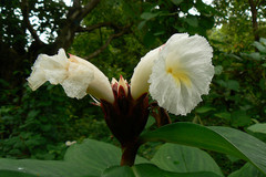 Costus speciosus